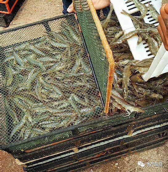 出虾27斤/立方,连续三造成功后,工厂化养虾在他看来并不难! 出虾27斤/立方,连续三造成功后,工厂化养虾在他看来并不难!