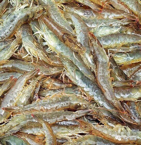 出虾27斤/立方,连续三造成功后,工厂化养虾在他看来并不难! 出虾27斤/立方,连续三造成功后,工厂化养虾在他看来并不难!