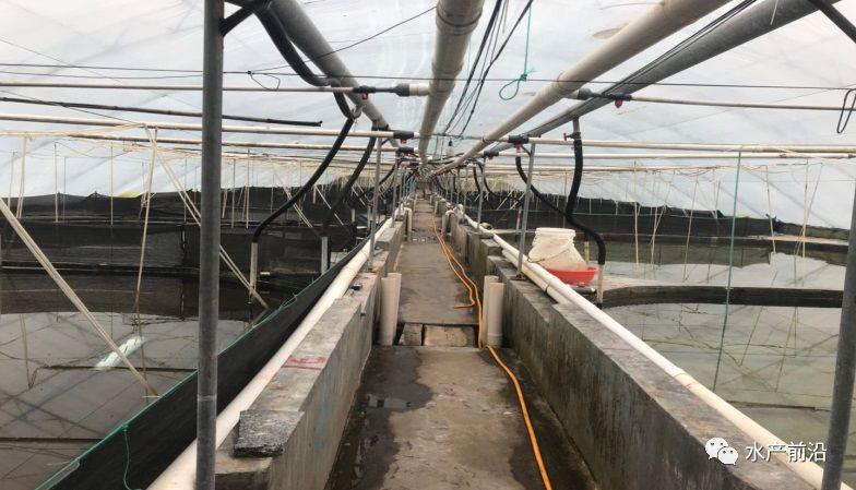 出虾27斤/立方,连续三造成功后,工厂化养虾在他看来并不难! 出虾27斤/立方,连续三造成功后,工厂化养虾在他看来并不难!